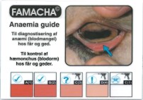 Diagnose - Blodorm